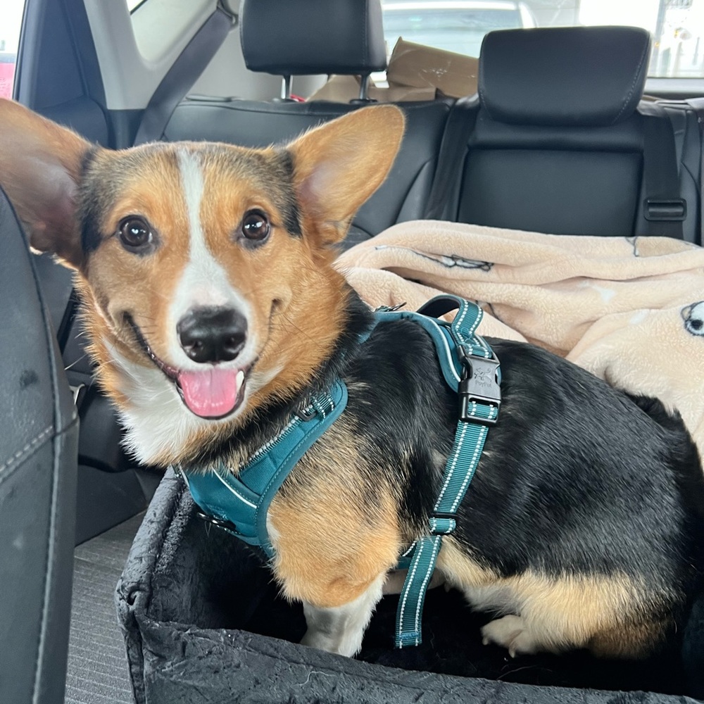 Meet your Posher, Julie